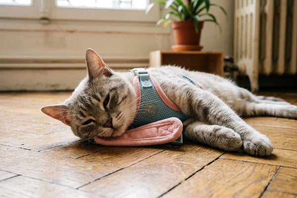 Chat détendu portant le harnais en velours doux dans l'herbe