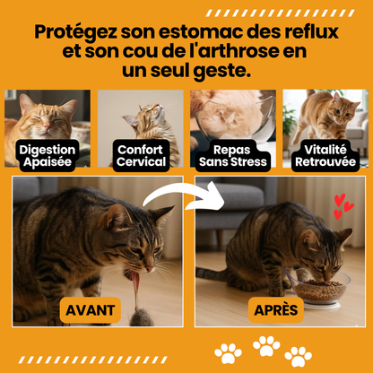 Royal Matou — La fin des vomis post-repas.