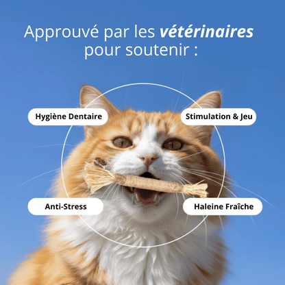 Bâtonnet GrosMatou — Le soin dentaire 100% naturel pour votre chat