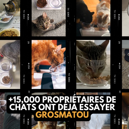 Royal Matou — La fin des vomis post-repas.