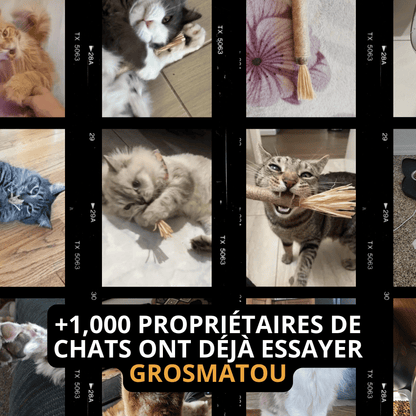 Bâtonnet GrosMatou — Le soin dentaire 100% naturel pour votre chat