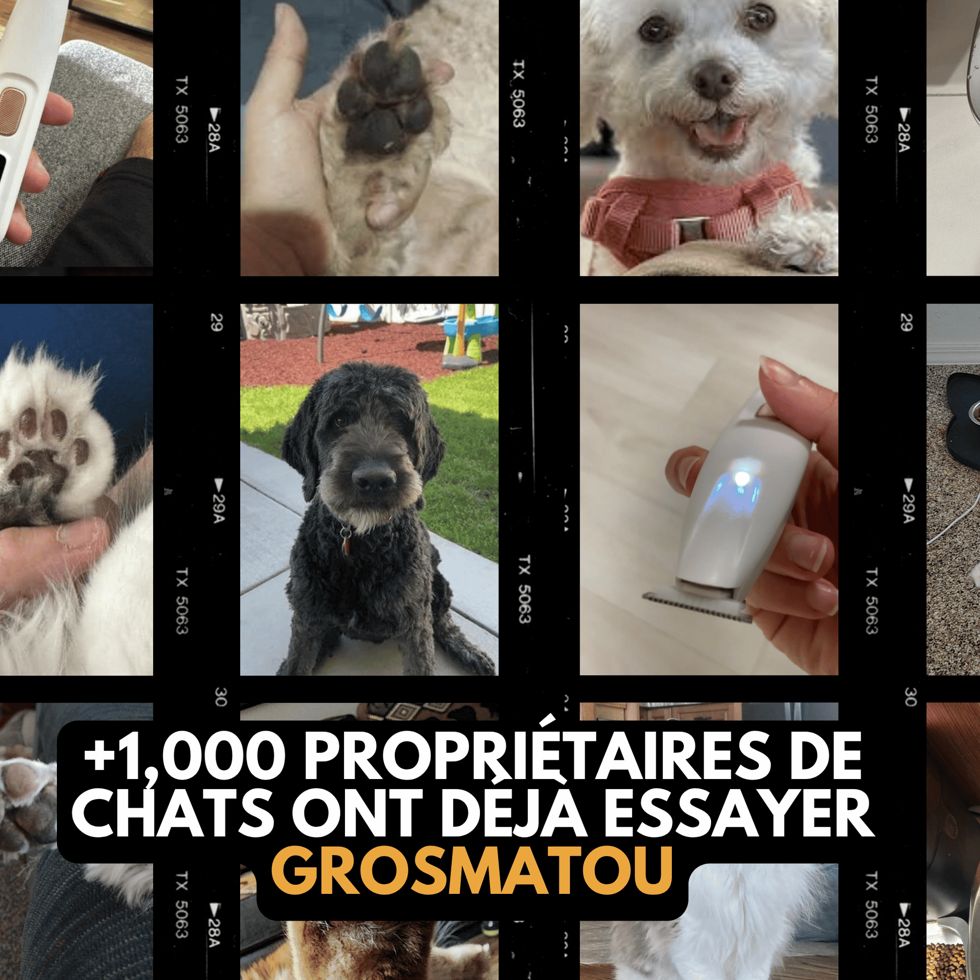 Tondeuse chien resultat coupe
