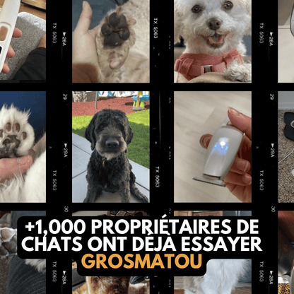 Tondeuse chien resultat coupe