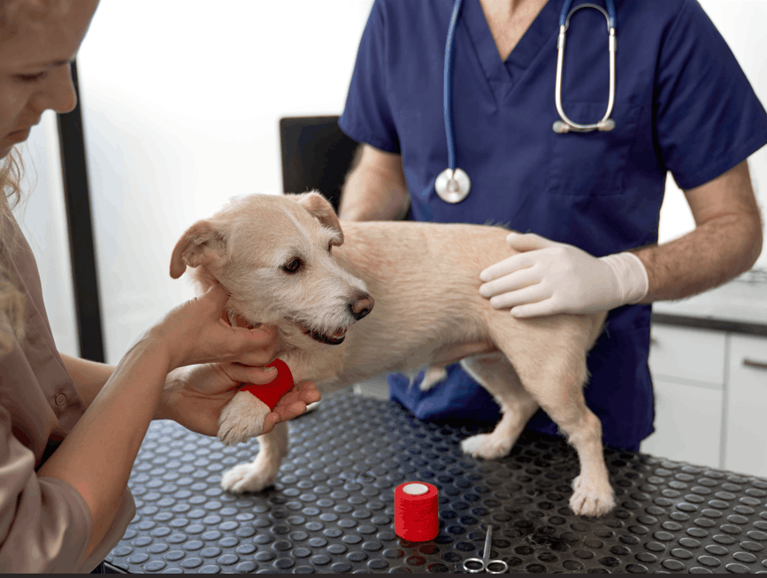 Zones délicates à tondre chez le chien