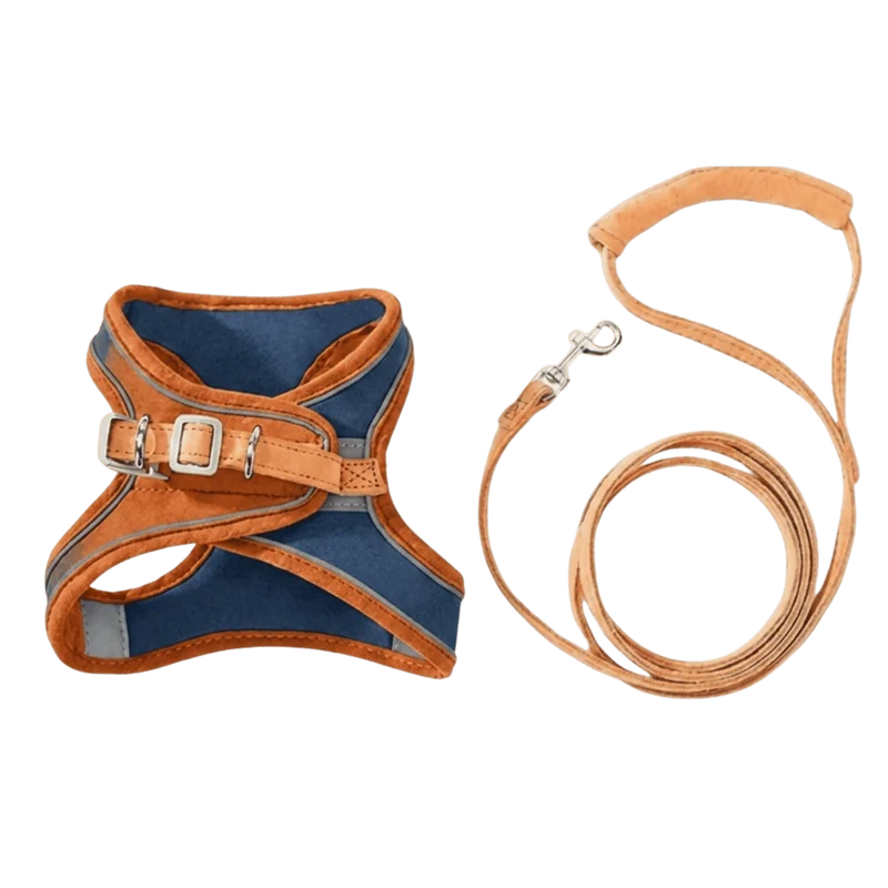 Harnais Anti-Fugue & Laisse — Pour Chat d'Intérieur & Aventurier — Large / Bleu | Orange
