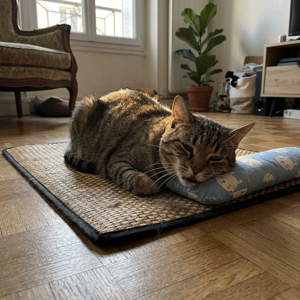 Chat installé sur son tapis rafraîchissant à la maison