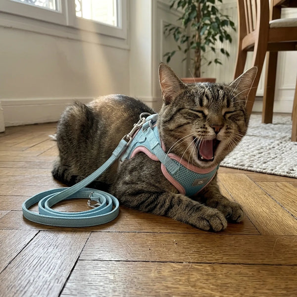 Chat en balade extérieure tenu en laisse avec son harnais GrosMatou