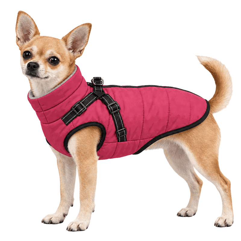 1 manteau
