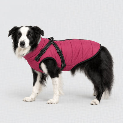 Border collie en manteau framboise, tailles XL et 2XL