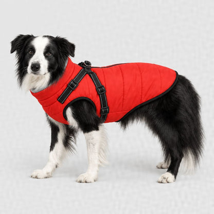Border collie en manteau rouge, tailles XL et 2XL
