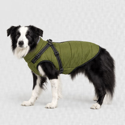 Border collie en manteau vert olive, tailles XL et 2XL