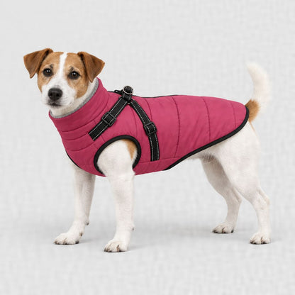 Jack Russell en manteau framboise, tailles XL et 2XL