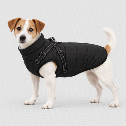 Jack Russell en manteau noir, tailles XL et 2XL