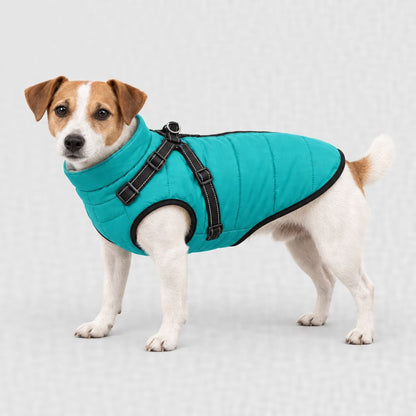 Jack Russell en manteau turquoise, tailles XL et 2XL