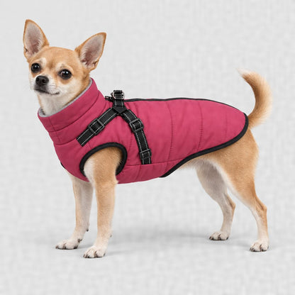 Chihuahua en manteau framboise, tailles XS et S
