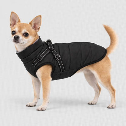 Chihuahua en manteau noir, tailles XS et S