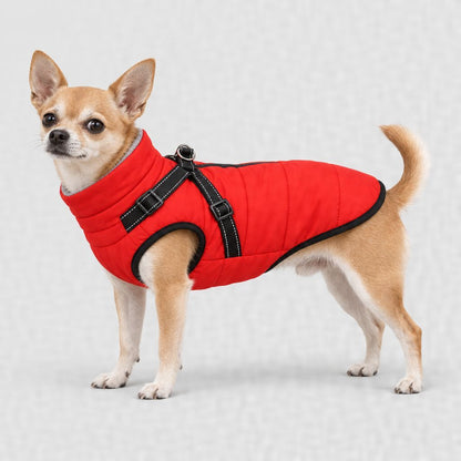 Chihuahua en manteau rouge, tailles XS et S