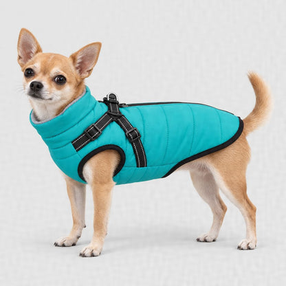 Chihuahua en manteau turquoise, tailles XS et S