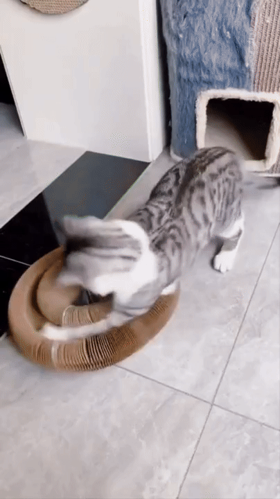 Illustration pour la raison : Il riposte - les chats ne peuvent pas résister au défi !